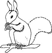 immagine animali foresta da colorare