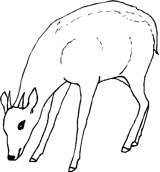 immagine animali foresta da colorare