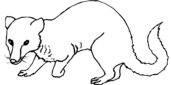 immagine animali foresta da colorare