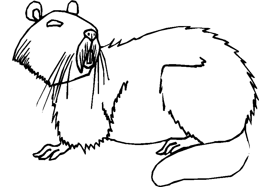 immagine animali foresta da colorare