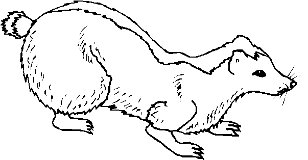 immagine animali foresta da colorare