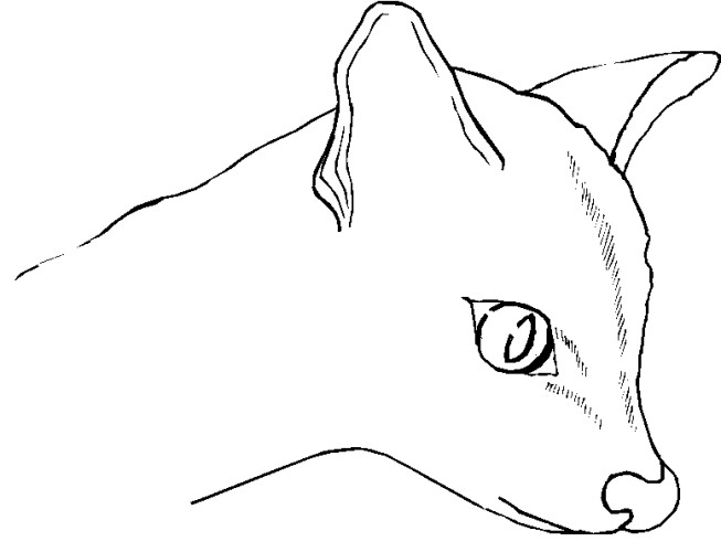 immagine animali foresta da colorare