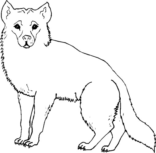 immagine animali foresta da colorare