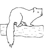 immagine animali foresta da colorare