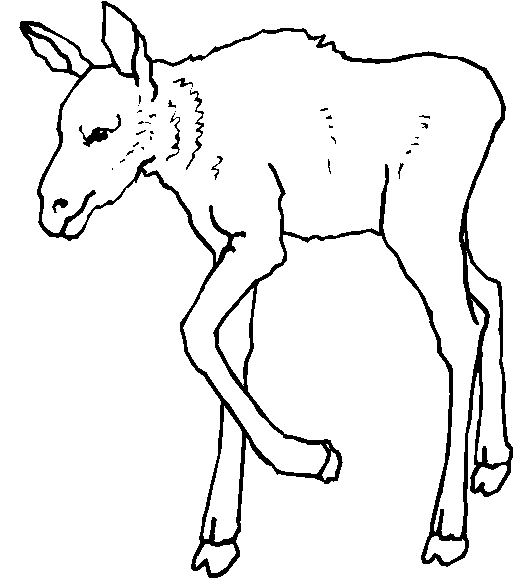 immagine animali foresta da colorare