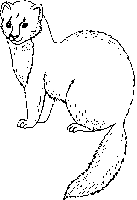 immagine animali foresta da colorare