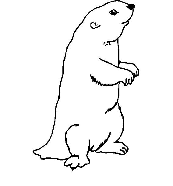 immagine animali foresta da colorare