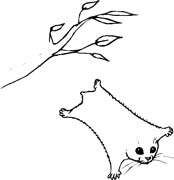 immagine animali foresta da colorare