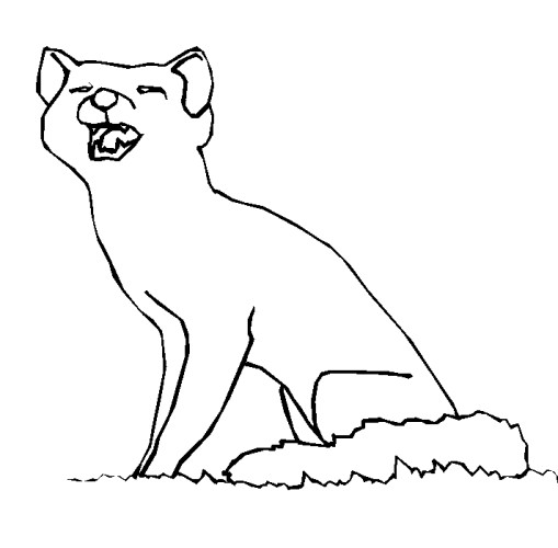 immagine animali foresta da colorare