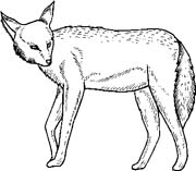 immagine animali foresta da colorare