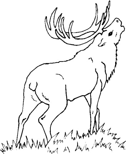 immagine animali foresta da colorare