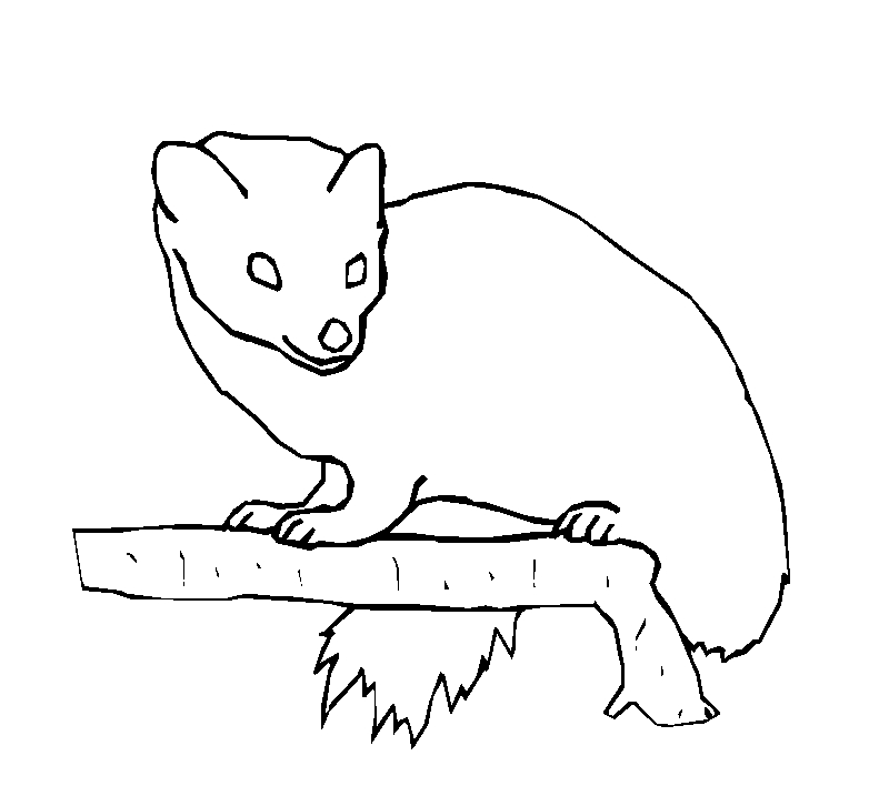 immagine animali foresta da colorare