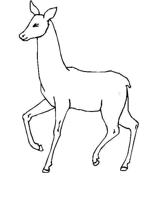 immagine animali foresta da colorare