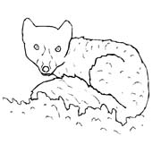 immagine animali foresta da colorare