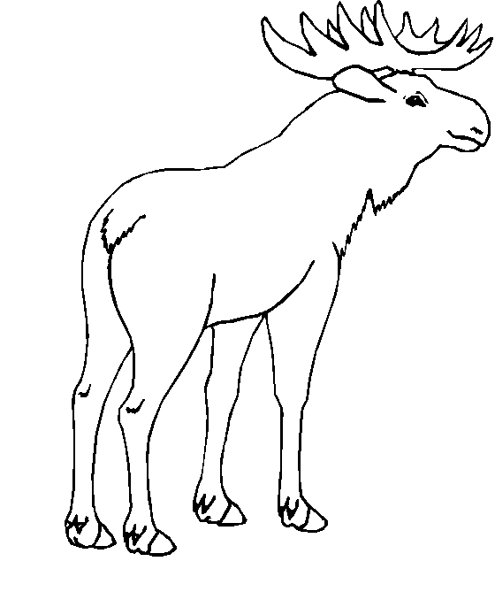 immagine animali foresta da colorare