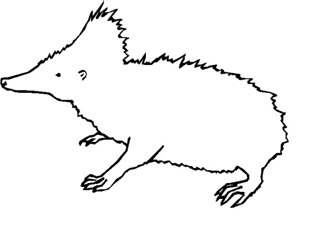 immagine animali foresta da colorare