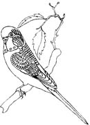 immagine animali misti da colorare