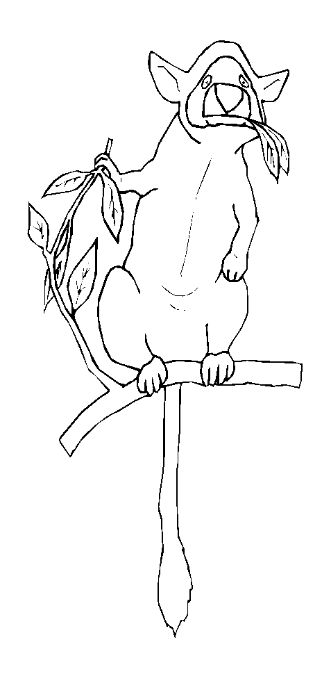 immagine animali tropicali da colorare