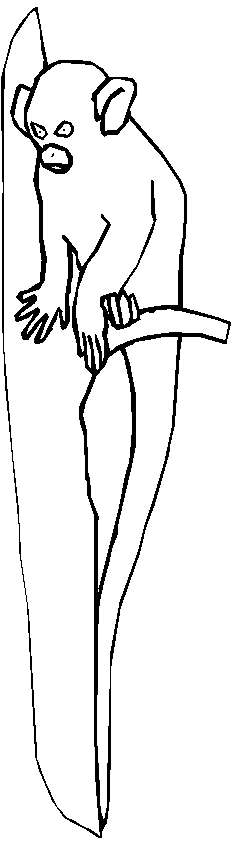 immagine animali tropicali da colorare