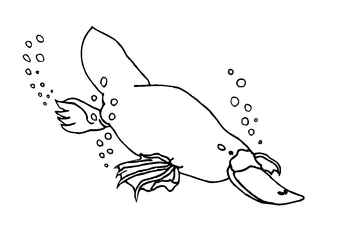 immagine animali tropicali da colorare