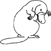 immagine animali tropicali da colorare