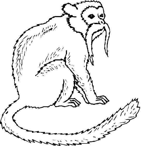 immagine animali tropicali da colorare