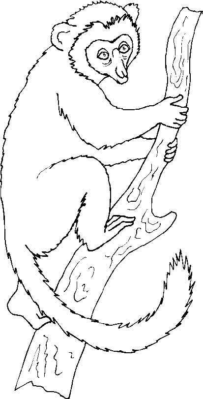 immagine animali tropicali da colorare