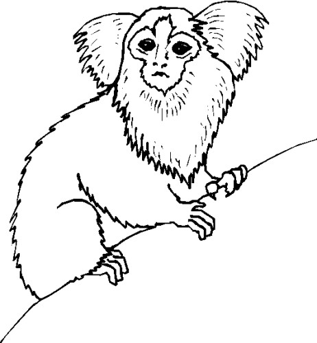 immagine animali tropicali da colorare