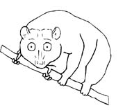 immagine animali tropicali da colorare