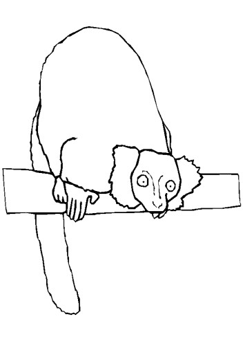 immagine animali tropicali da colorare