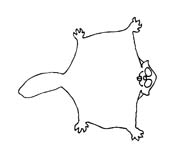 immagine animali tropicali da colorare