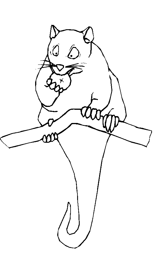 immagine animali tropicali da colorare