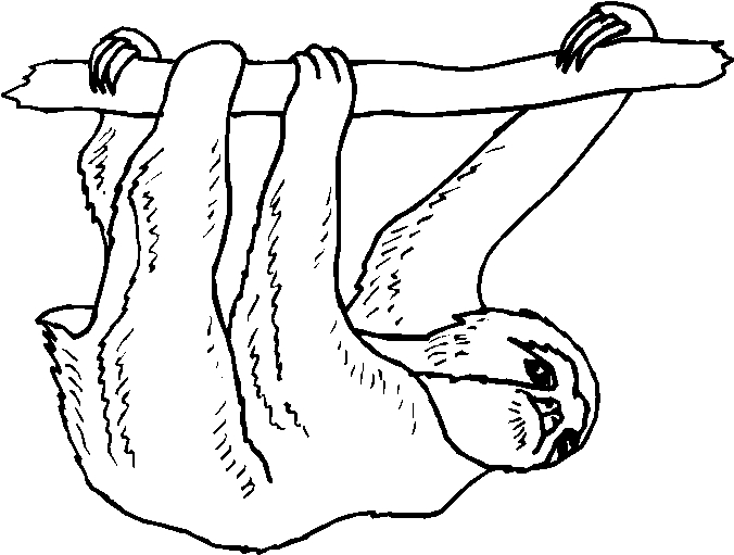 immagine animali tropicali da colorare