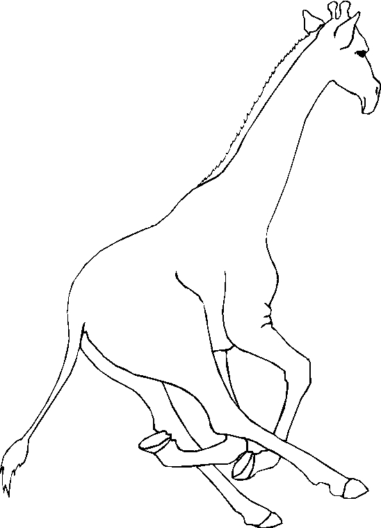 immagine animali tropicali da colorare