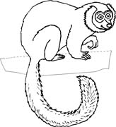 immagine animali tropicali da colorare