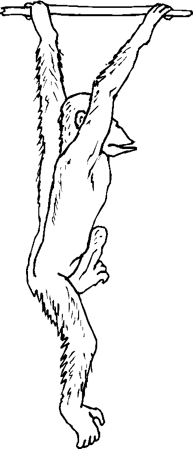 immagine animali tropicali da colorare