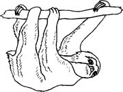 immagine animali tropicali da colorare