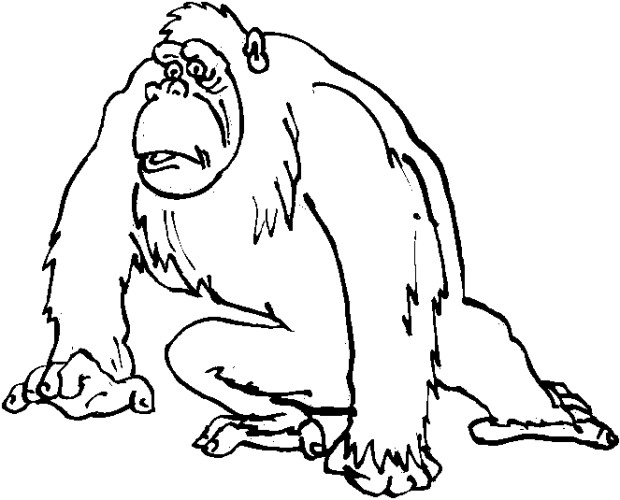 immagine animali tropicali da colorare