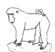 immagine animali tropicali da colorare