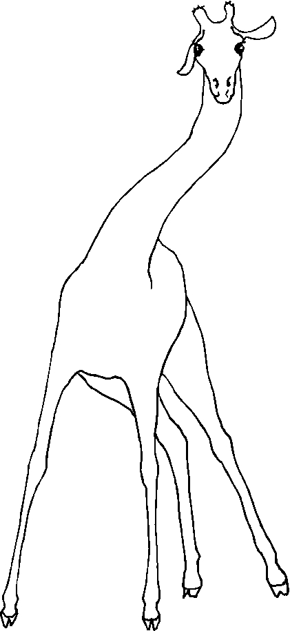 immagine animali tropicali da colorare