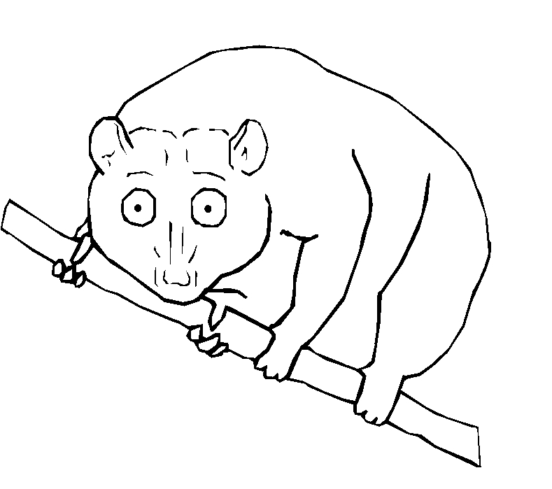 immagine animali tropicali da colorare