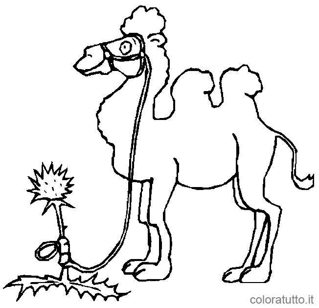 immagine cammelli da colorare