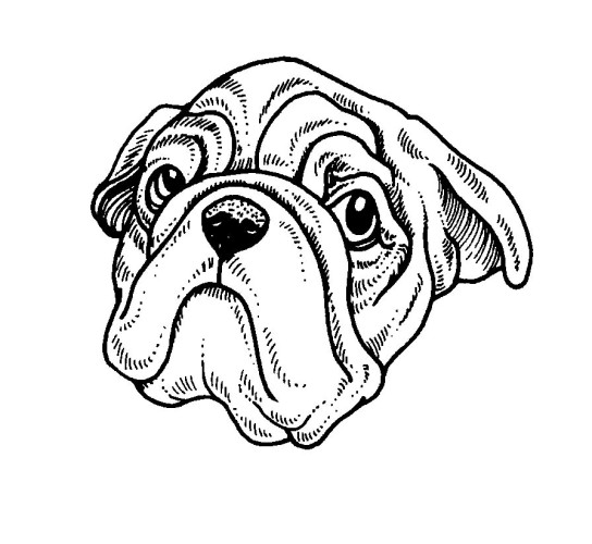 immagine cani da colorare