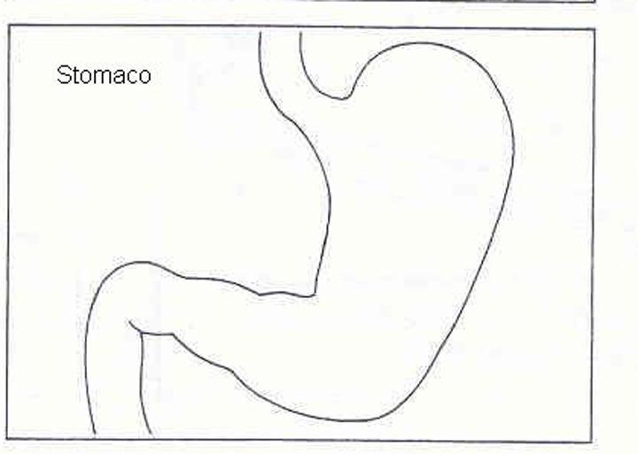 immagine corpo umano da colorare