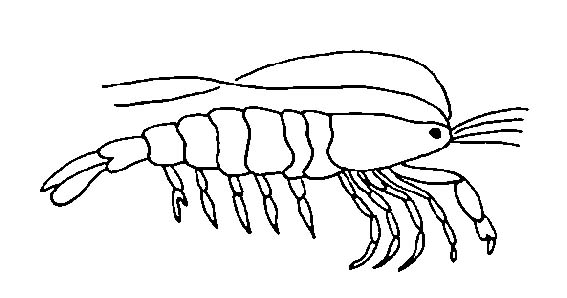 immagine crostacei da colorare