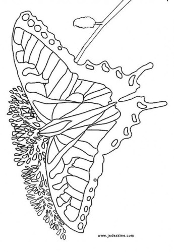 immagine farfalle da colorare