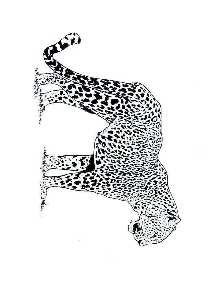 immagine felini da colorare