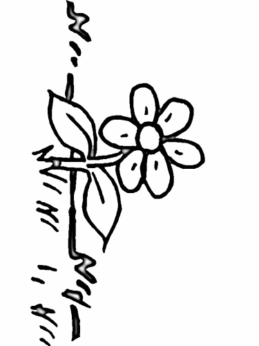 immagine fiori da colorare