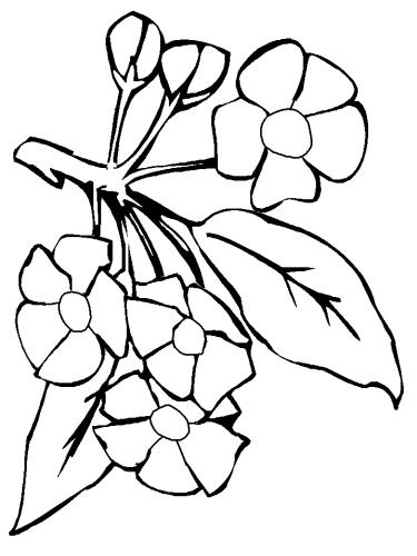 immagine fiori da colorare