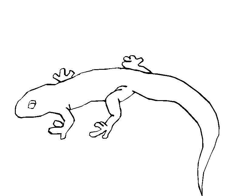 immagine iguana da colorare